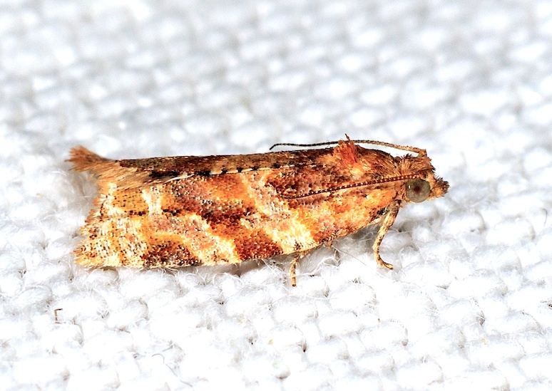 Olindia schumacherana ? - cf. Argyrotaenia ljungiana